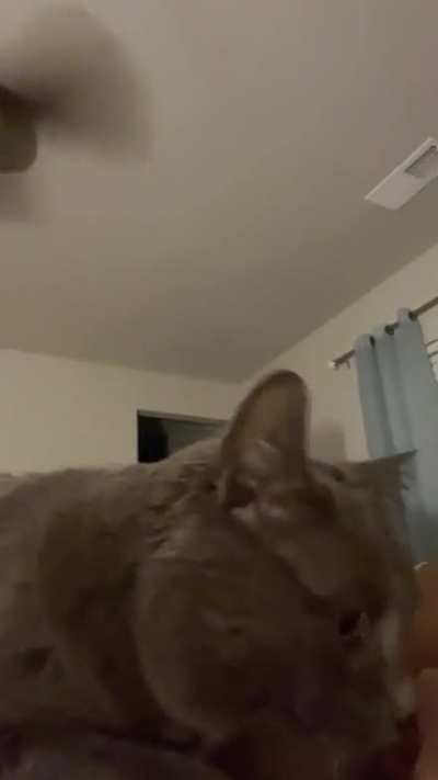 This is Shmoo. Her favorite time to get pets is at night when everyone is trying to sleep. Don&rsquo;t worry she got all the love following this video