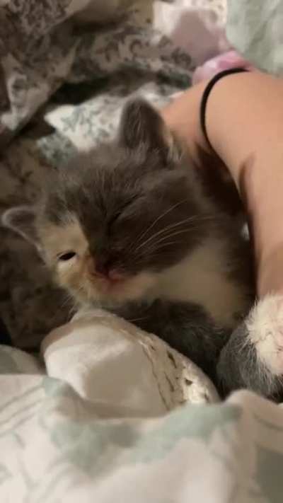 This is Phoebe a small little kitten I rescued! Gave her a bath, food, and lots of cuddles. She’s exhausted now!