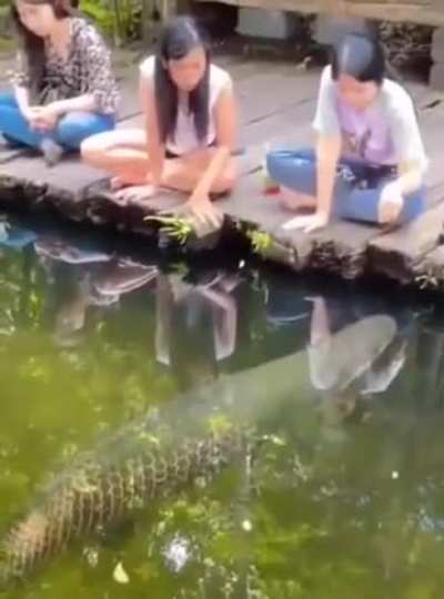 Arapaima : )