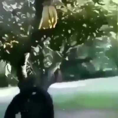 NOoo-
