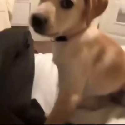 Da