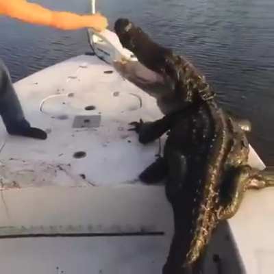 An unannounced guest on the boat..