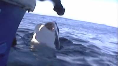 Guy pets great white shark