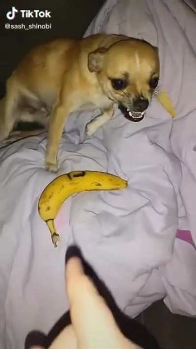 He just wanted a banana