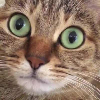 apparently cats&rsquo; eyes dilate when they hiccup and it&rsquo;s about the cutest thing ever
