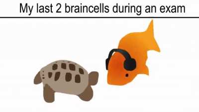 Haha funny animal go brr