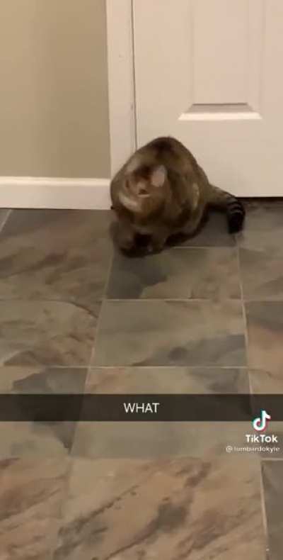 M a u