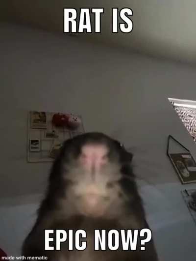 Epic rat史诗般的老鼠