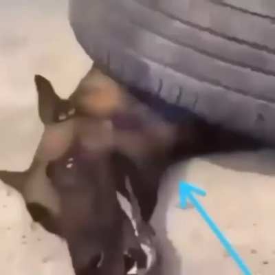 Poor Doggo