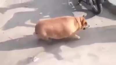 Vamos o Souzones vc n&atilde;o esta sozinho na guerra mais um aliado o grandioso CACHORRO GORDO DELICIA