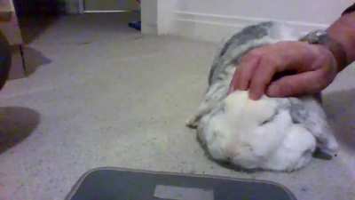 my rabbit