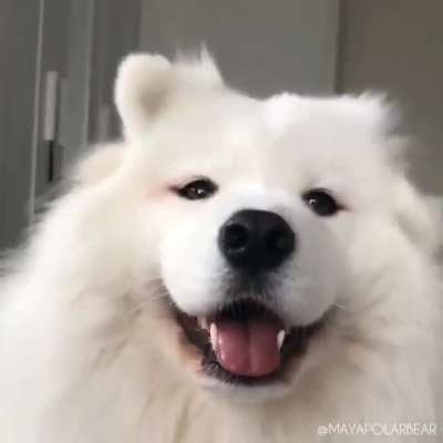 woof irl