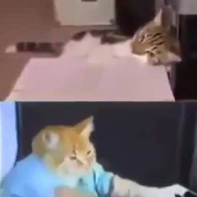 Cat plays bass