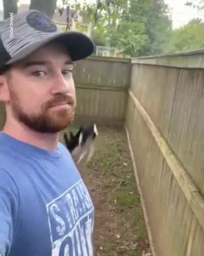 Dogs broken, thinks it&rsquo;s a cat