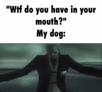 Dogs: