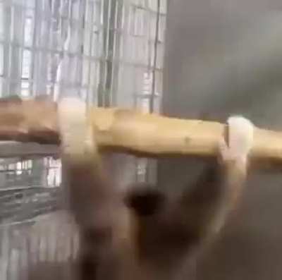 monke