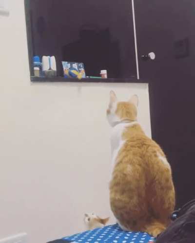 Catculated parenting