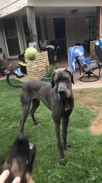 My Apollo being a spaz