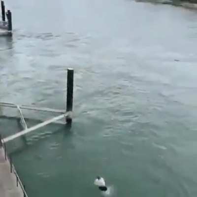 HMRB while I make this trauma-inducing jump.....