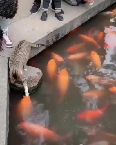 I toucha da fishies