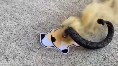 &ldquo;Cat poop&rdquo; fireworks
