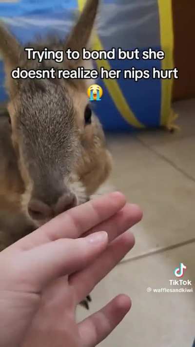 hard biting wunker