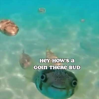 blursed_fish