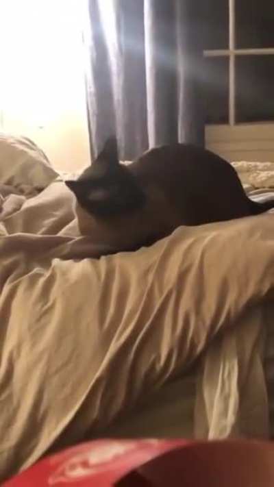 Kitty can&rsquo;t handle the bed sheets