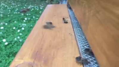 Bonk