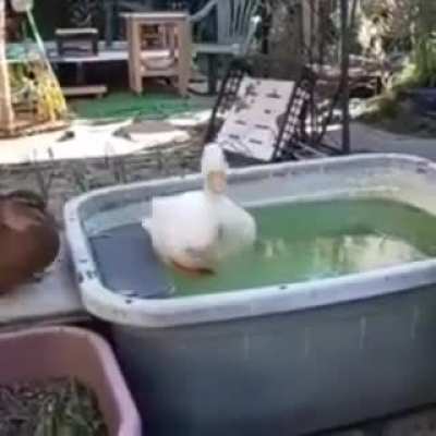 PATO: PERA OQ ?&iquest;