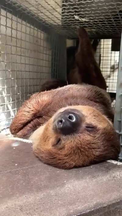 Very, very lazy...