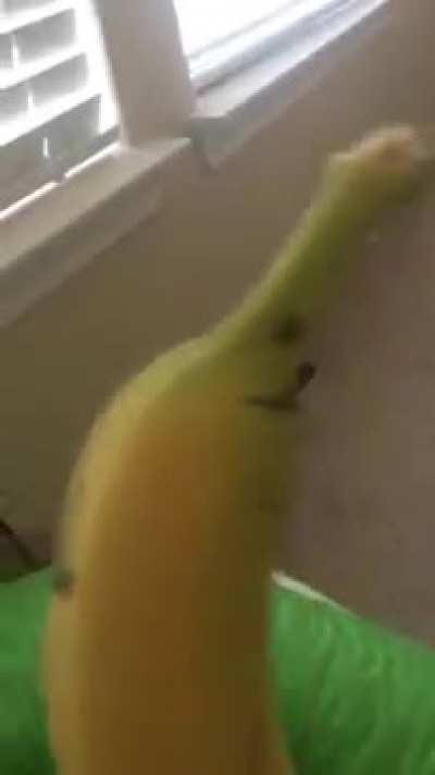 My friends old youtube video