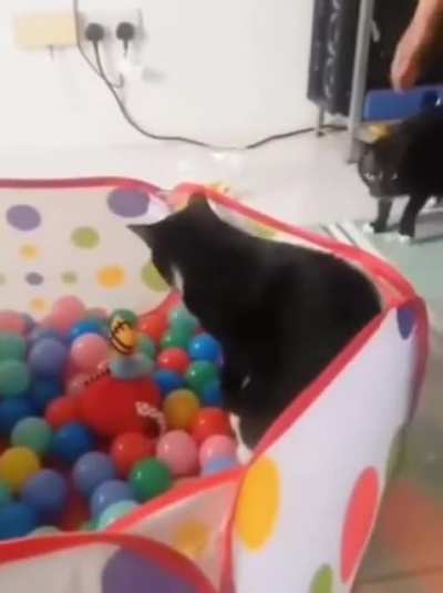 Cats don&rsquo;t like balls