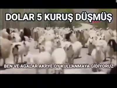 Aminakoyim bas ampule 🦍