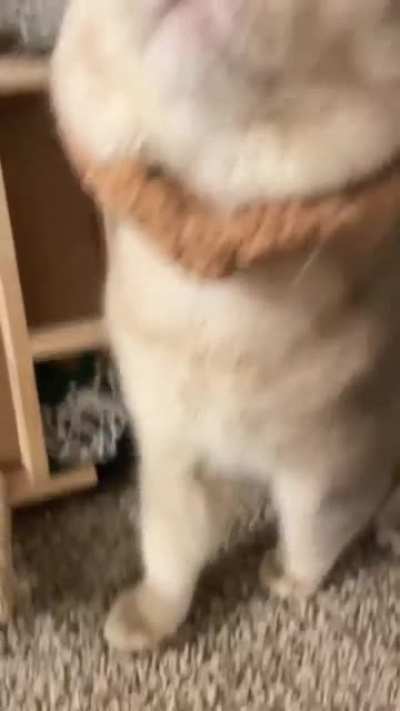 Mommy! I'm hungry! Feed me! 😻😹
