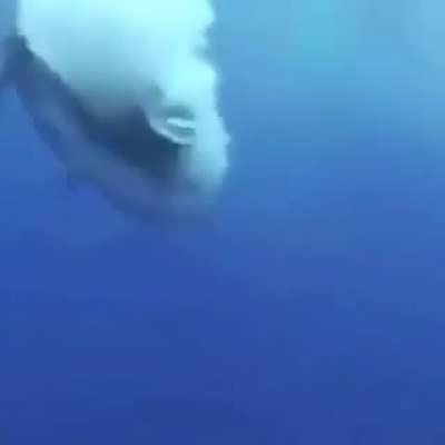 Excuse me a moment while I leap from a helicopter and tackle this giant fish.
