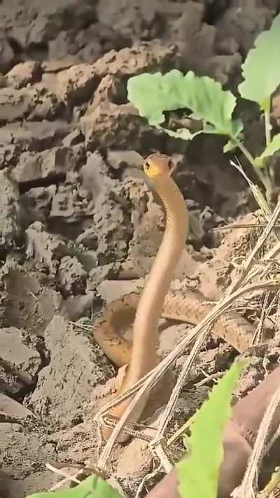A dancing Indian rat snake