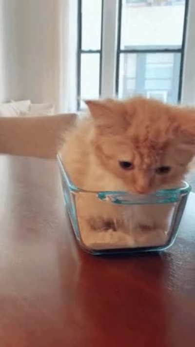 How 2 become loaf