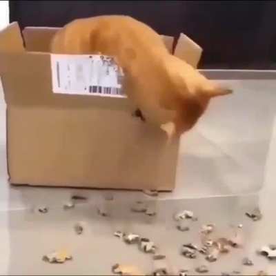 catboard