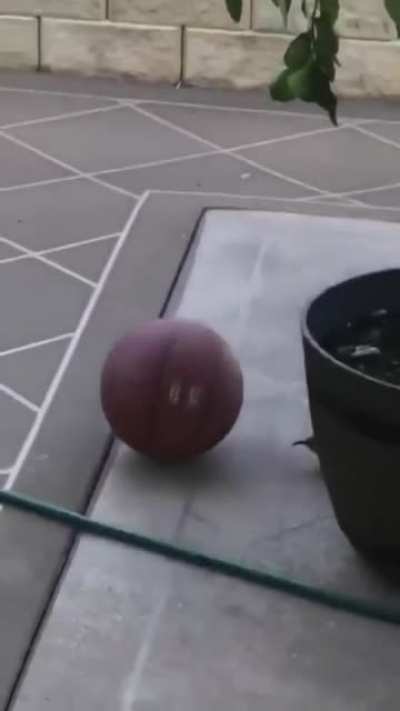 A bird playing with a basketball