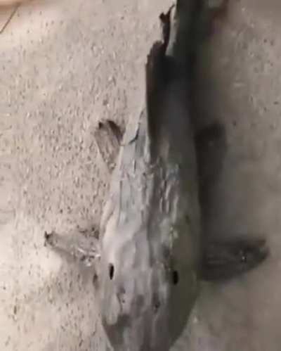 This fish can hibernate and dry out, but when they come into contact with water, they "come to life" again&hellip;