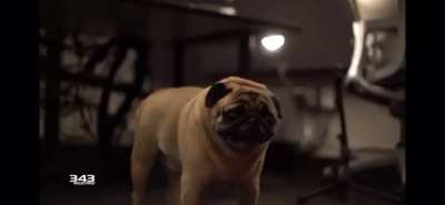 This is Buddy, a pug hired by 343 industries, his job is to make alien noises for the upcoming halo video game