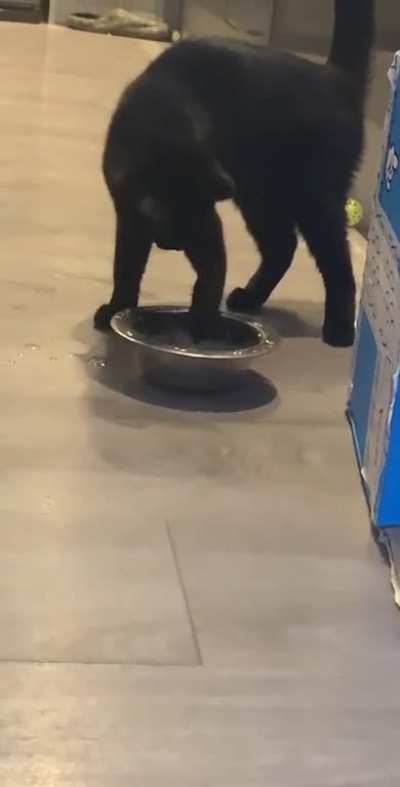 I moved her water bowl and she didn&rsquo;t know what to do.