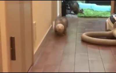 Усталь