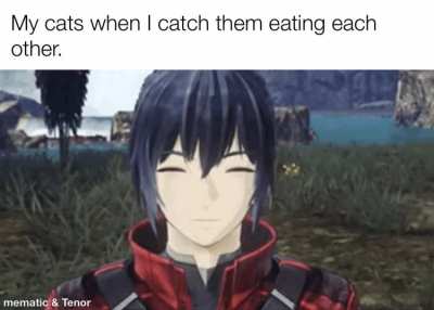 Having Cats be like this&hellip;
