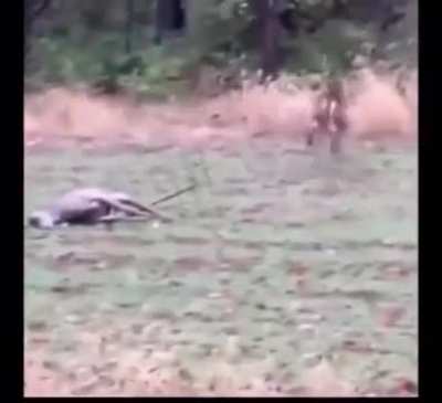 Deer &ldquo;sucker punches&rdquo; potential competition