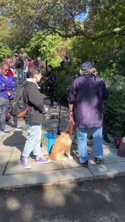 Male Central Park Karen goes off on a beautiful singer who had an entire crowd listening to her for ruining his daily walk.