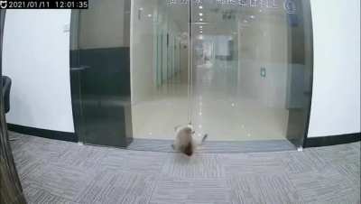 Terrible human traps cat between sliding doors