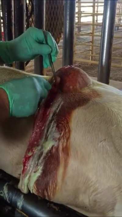 Infected Abscess on Calf&rsquo;s Back