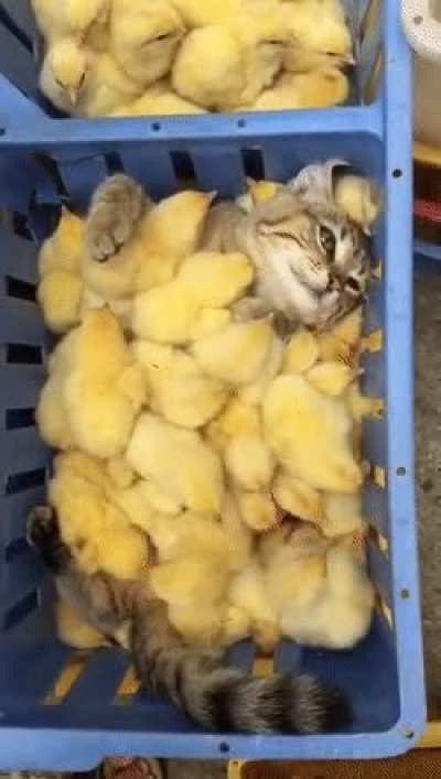baby sitter